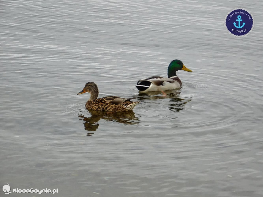 Wycieczka Nr 8 Klubu Podróżniczego PTTK Kotwica - Spacerkiem po Rewie - 10.10.2020