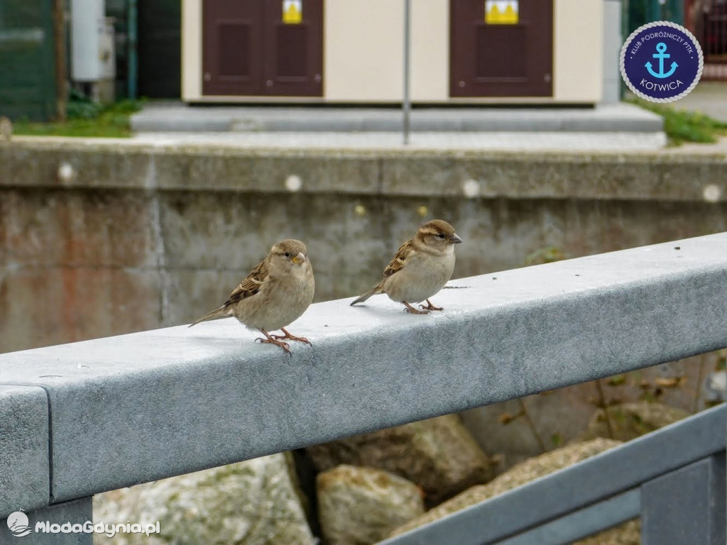 Wycieczka Nr 8 Klubu Podróżniczego PTTK Kotwica - Spacerkiem po Rewie - 10.10.2020