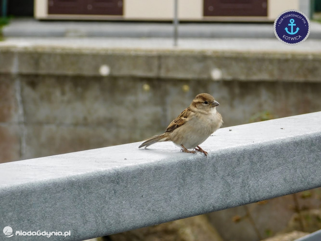 Wycieczka Nr 8 Klubu Podróżniczego PTTK Kotwica - Spacerkiem po Rewie - 10.10.2020