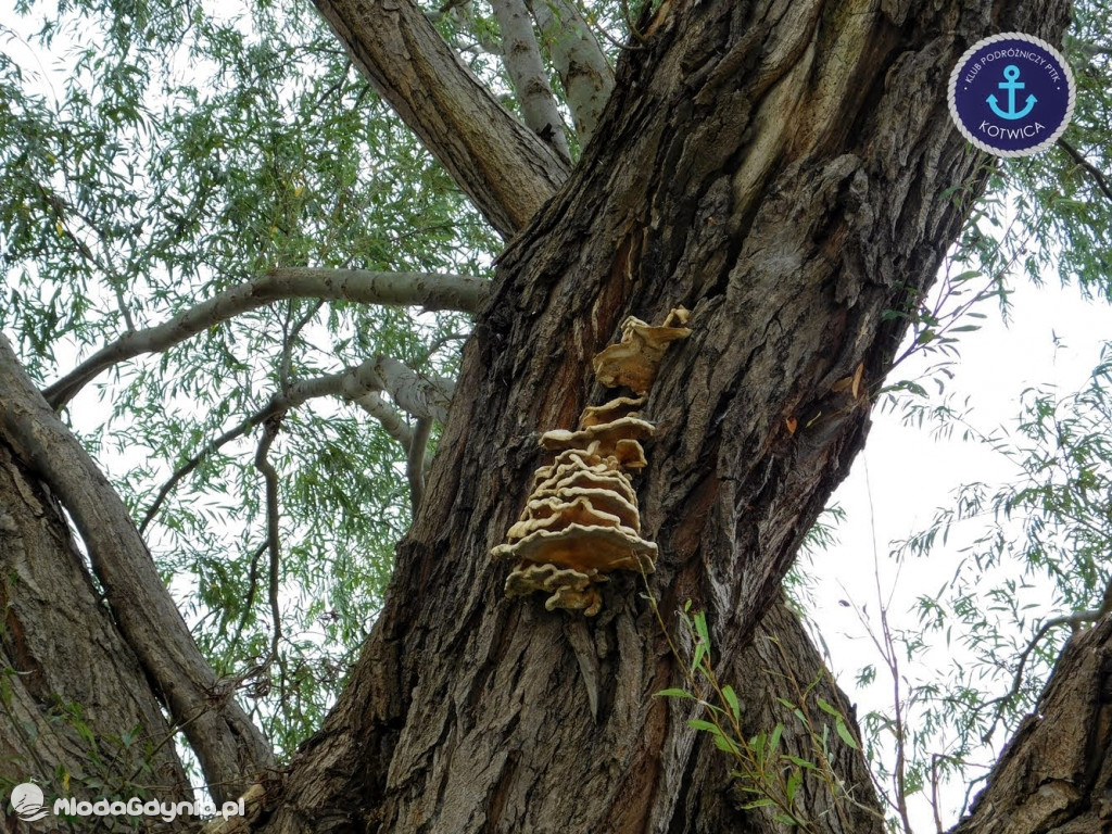 Wycieczka Nr 8 Klubu Podróżniczego PTTK Kotwica - Spacerkiem po Rewie - 10.10.2020
