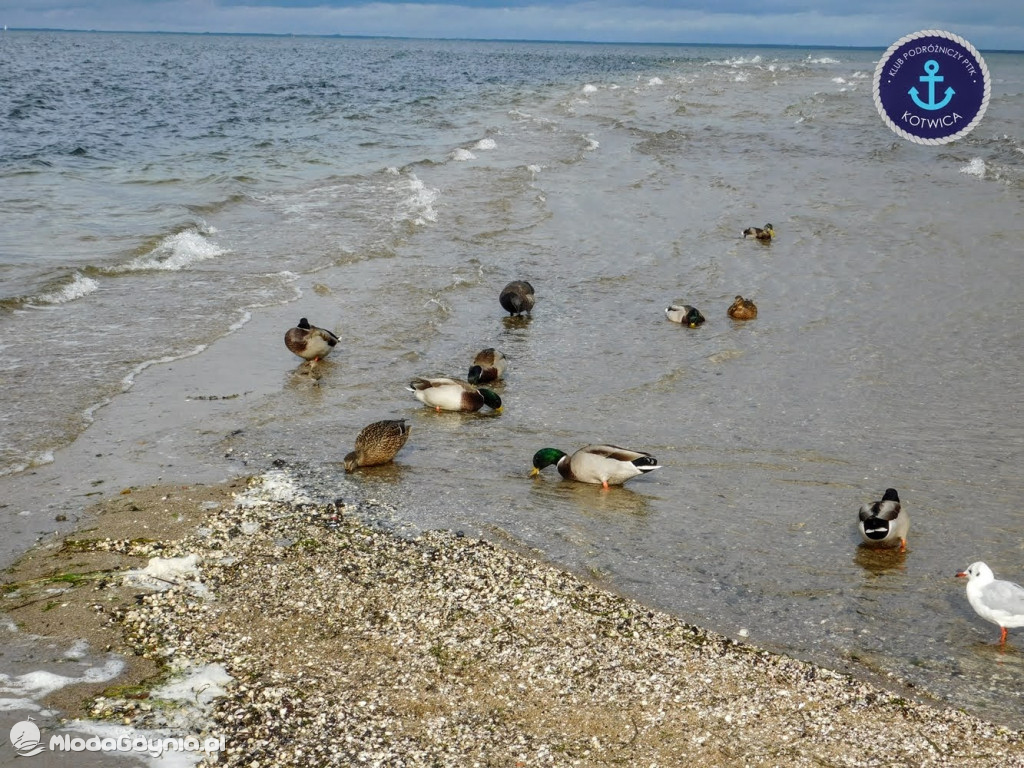 Wycieczka Nr 8 Klubu Podróżniczego PTTK Kotwica - Spacerkiem po Rewie - 10.10.2020