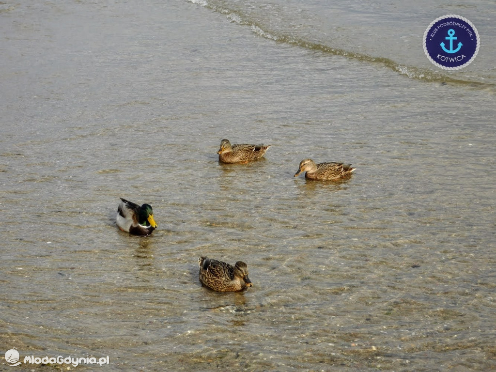 Wycieczka Nr 8 Klubu Podróżniczego PTTK Kotwica - Spacerkiem po Rewie - 10.10.2020