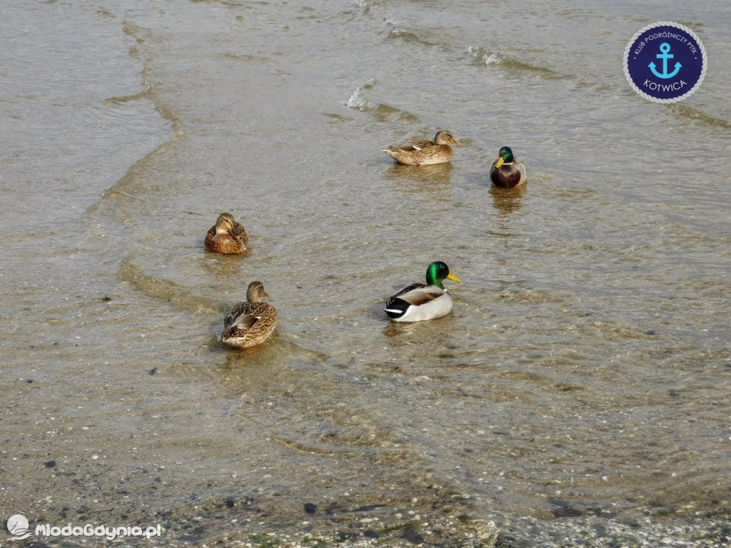 Wycieczka Nr 8 Klubu Podróżniczego PTTK Kotwica - Spacerkiem po Rewie - 10.10.2020