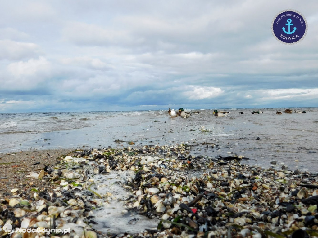 Wycieczka Nr 8 Klubu Podróżniczego PTTK Kotwica - Spacerkiem po Rewie - 10.10.2020