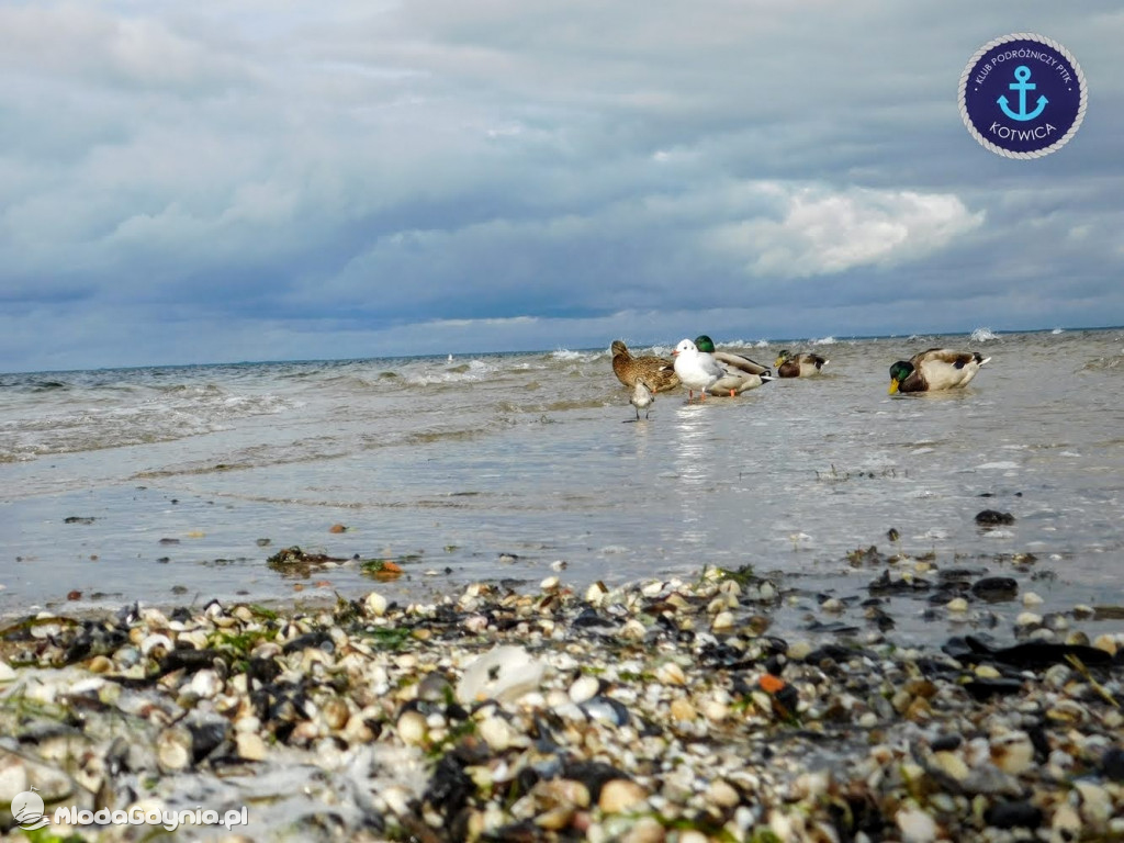 Wycieczka Nr 8 Klubu Podróżniczego PTTK Kotwica - Spacerkiem po Rewie - 10.10.2020