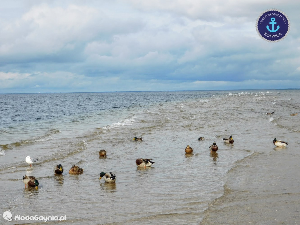 Wycieczka Nr 8 Klubu Podróżniczego PTTK Kotwica - Spacerkiem po Rewie - 10.10.2020