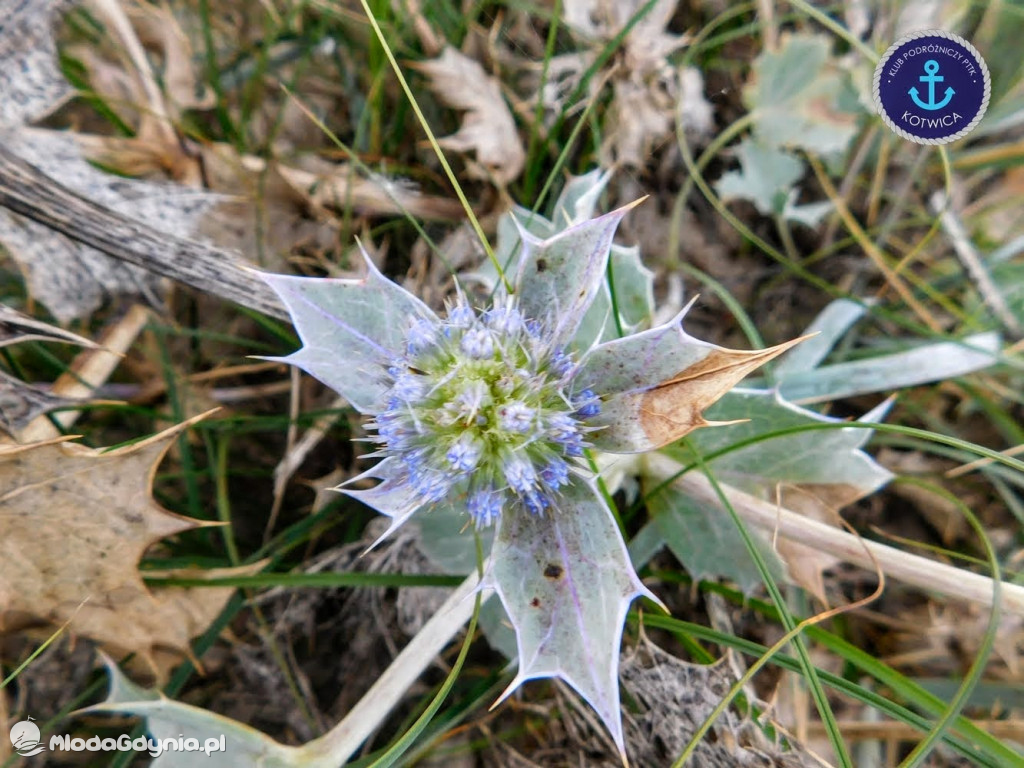 Wycieczka Nr 8 Klubu Podróżniczego PTTK Kotwica - Spacerkiem po Rewie - 10.10.2020