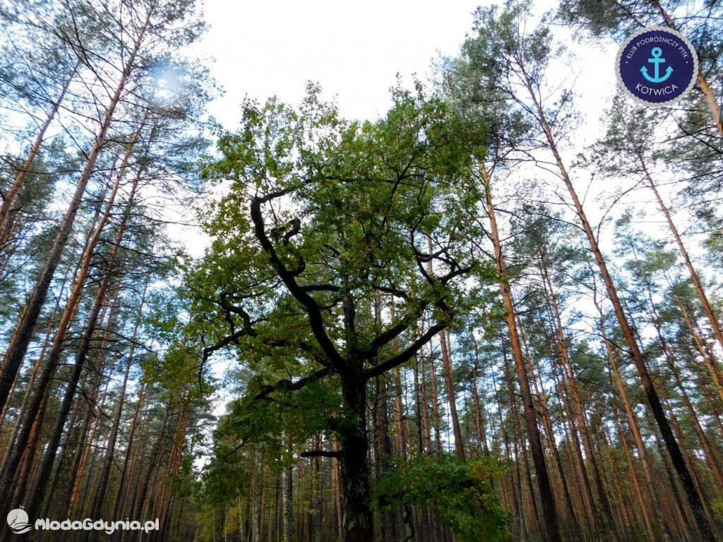 Wycieczka Nr 9 Klubu Podróżniczego PTTK Kotwica - Pamiętamy o Piaśnicy - 17.10.2020