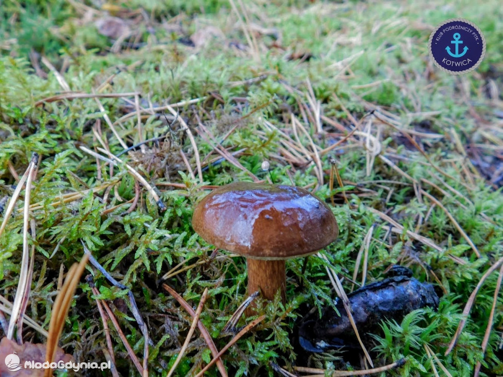 Wycieczka Nr 9 Klubu Podróżniczego PTTK Kotwica - Pamiętamy o Piaśnicy - 17.10.2020