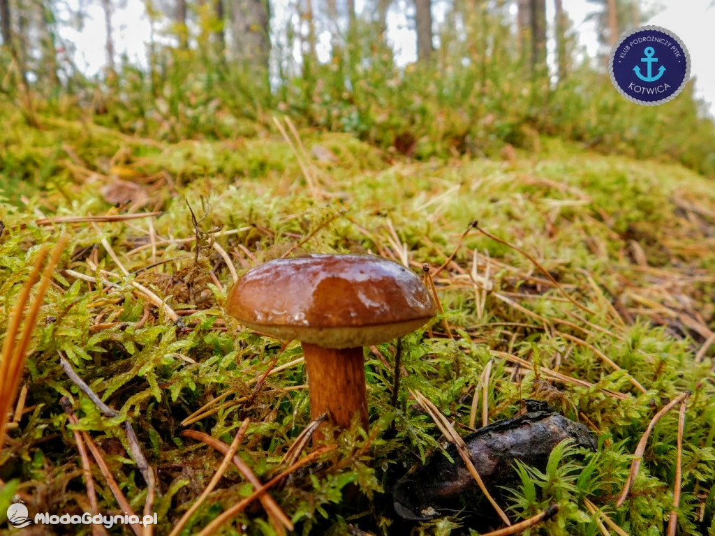 Wycieczka Nr 9 Klubu Podróżniczego PTTK Kotwica - Pamiętamy o Piaśnicy - 17.10.2020