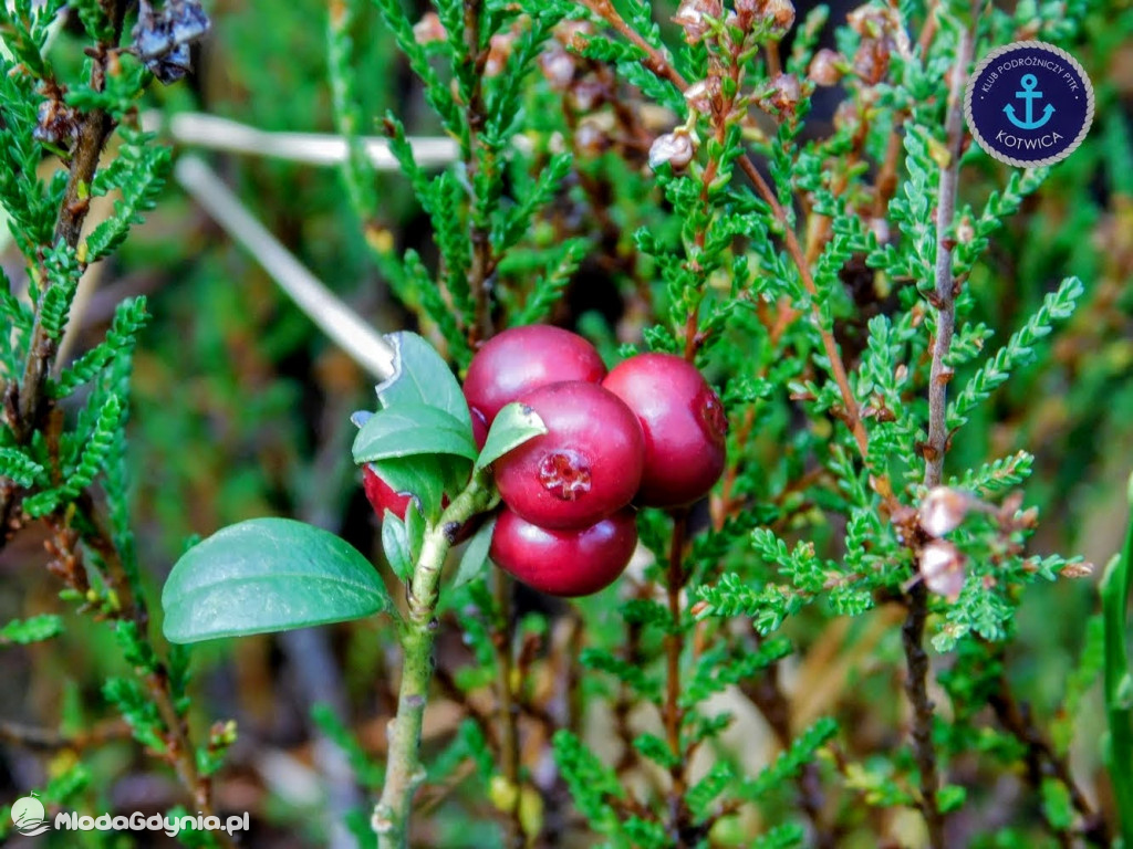 Wycieczka Nr 9 Klubu Podróżniczego PTTK Kotwica - Pamiętamy o Piaśnicy - 17.10.2020
