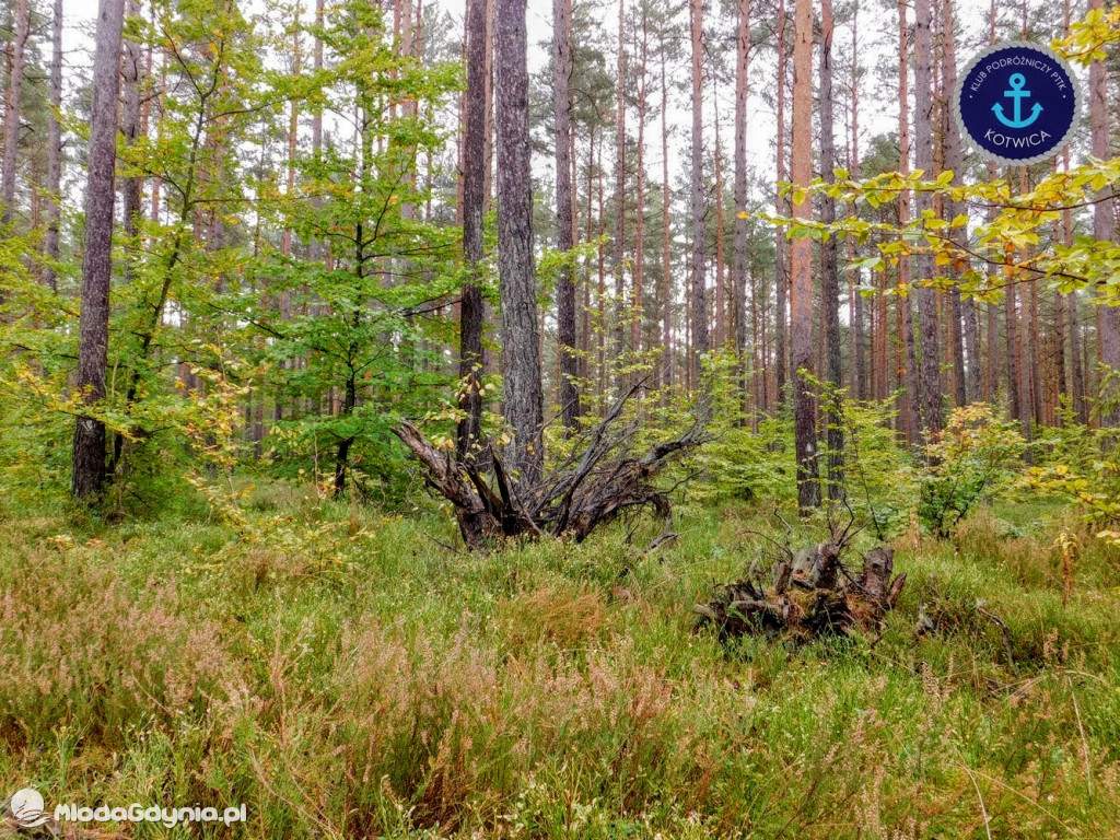 Wycieczka Nr 9 Klubu Podróżniczego PTTK Kotwica - Pamiętamy o Piaśnicy - 17.10.2020
