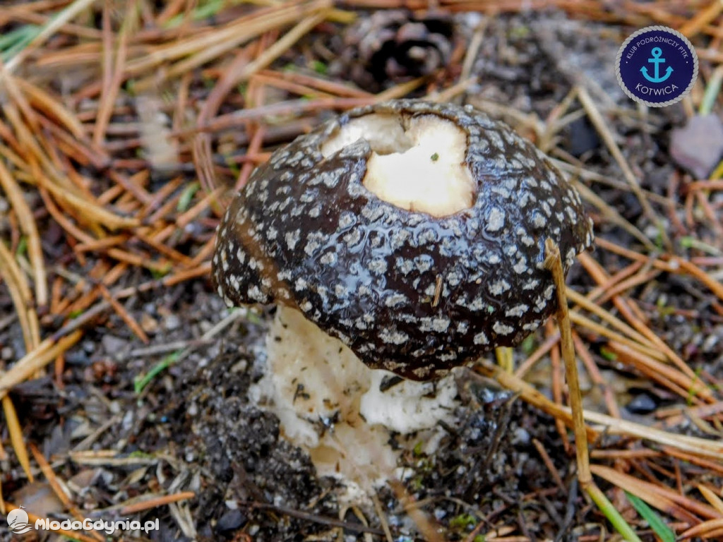 Wycieczka Nr 9 Klubu Podróżniczego PTTK Kotwica - Pamiętamy o Piaśnicy - 17.10.2020