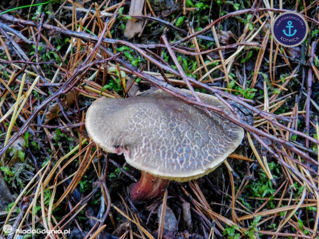 Wycieczka Nr 9 Klubu Podróżniczego PTTK Kotwica - Pamiętamy o Piaśnicy - 17.10.2020