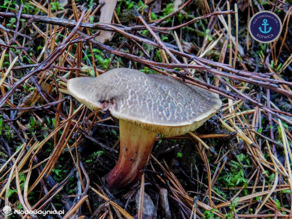 Wycieczka Nr 9 Klubu Podróżniczego PTTK Kotwica - Pamiętamy o Piaśnicy - 17.10.2020