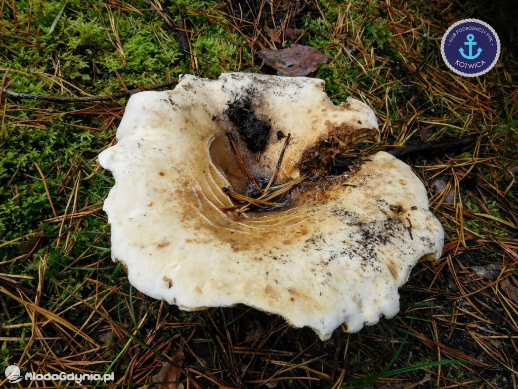 Wycieczka Nr 9 Klubu Podróżniczego PTTK Kotwica - Pamiętamy o Piaśnicy - 17.10.2020