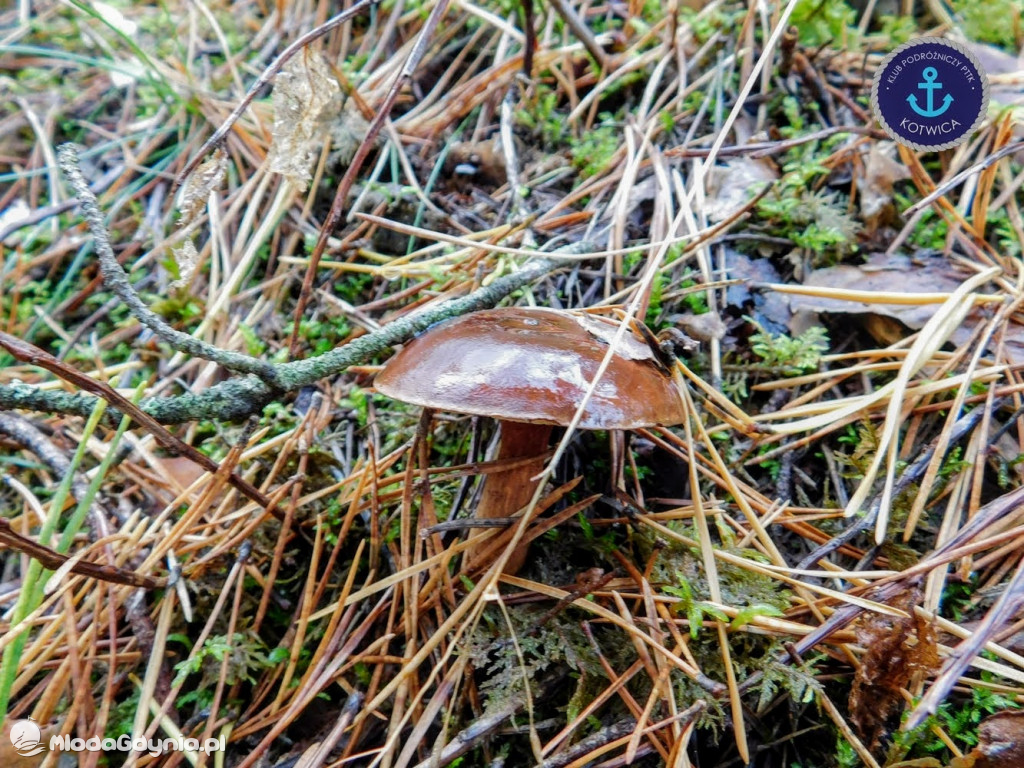 Wycieczka Nr 9 Klubu Podróżniczego PTTK Kotwica - Pamiętamy o Piaśnicy - 17.10.2020