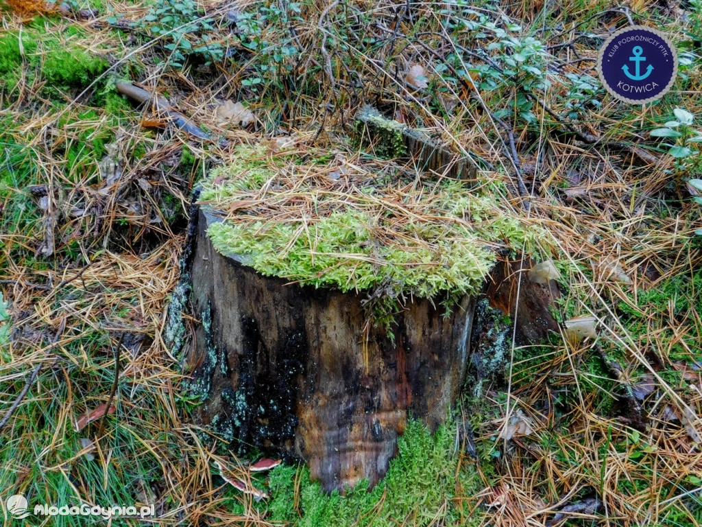 Wycieczka Nr 9 Klubu Podróżniczego PTTK Kotwica - Pamiętamy o Piaśnicy - 17.10.2020