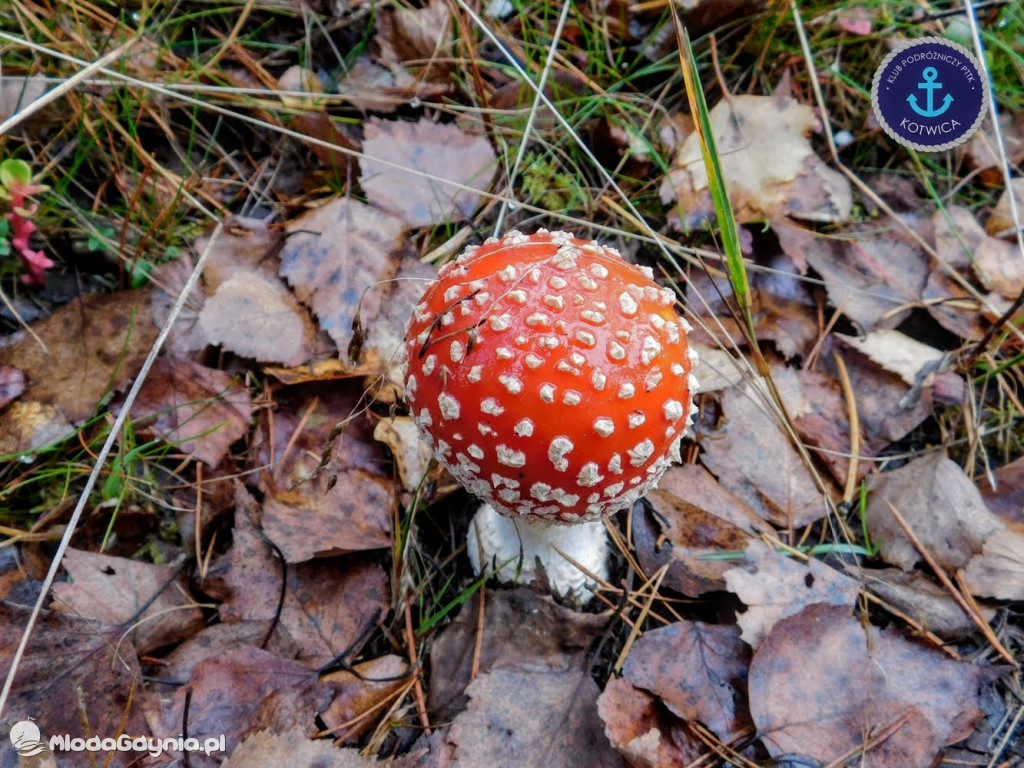Wycieczka Nr 9 Klubu Podróżniczego PTTK Kotwica - Pamiętamy o Piaśnicy - 17.10.2020