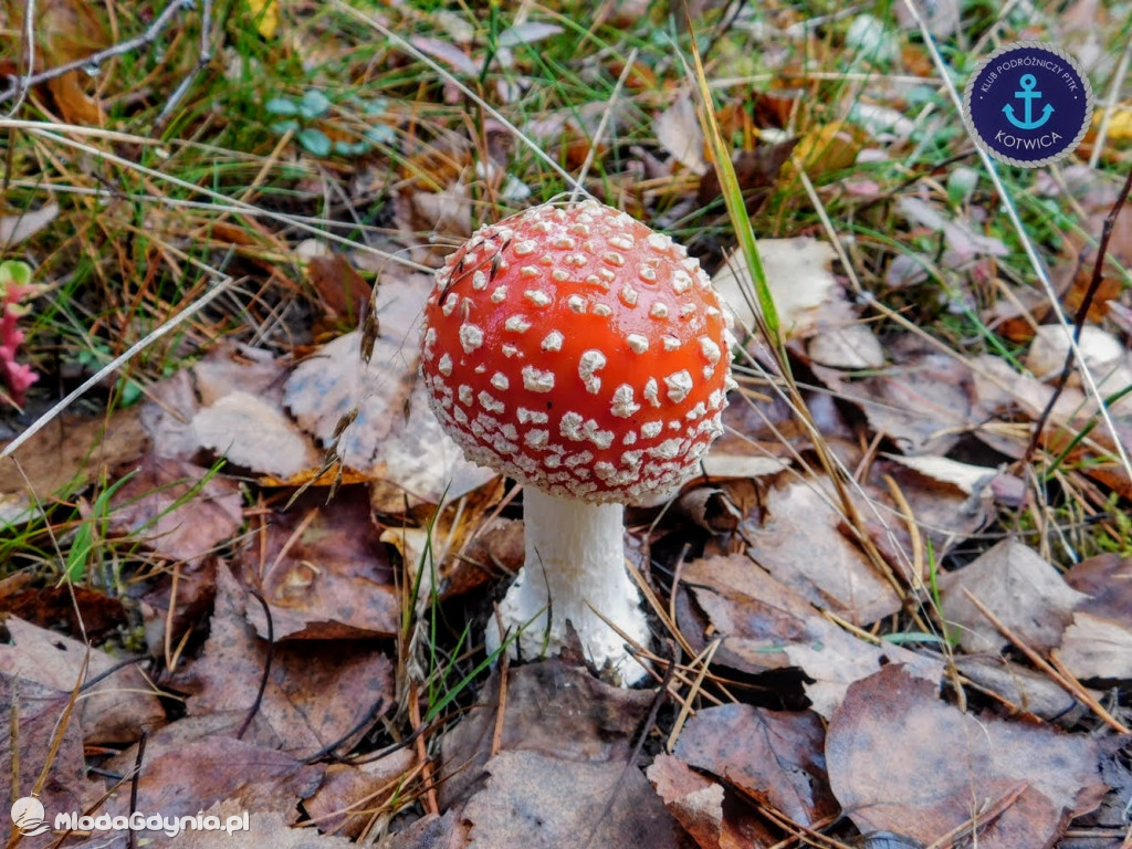 Wycieczka Nr 9 Klubu Podróżniczego PTTK Kotwica - Pamiętamy o Piaśnicy - 17.10.2020