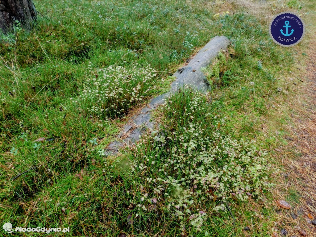 Wycieczka Nr 9 Klubu Podróżniczego PTTK Kotwica - Pamiętamy o Piaśnicy - 17.10.2020