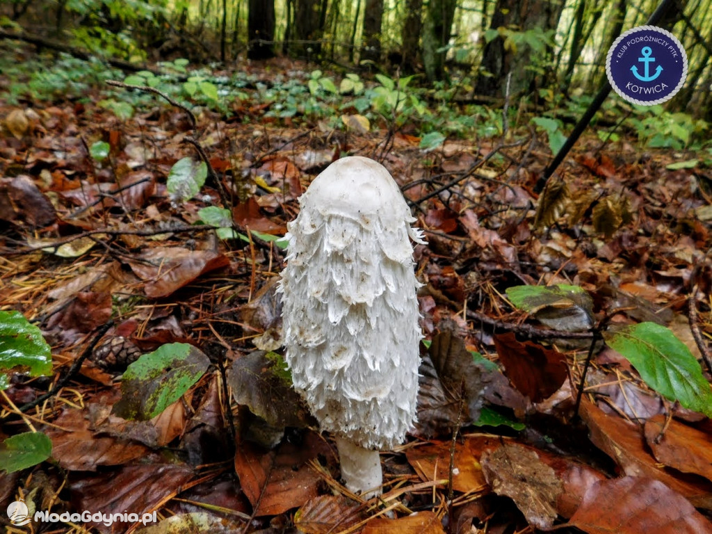 Wycieczka Nr 9 Klubu Podróżniczego PTTK Kotwica - Pamiętamy o Piaśnicy - 17.10.2020