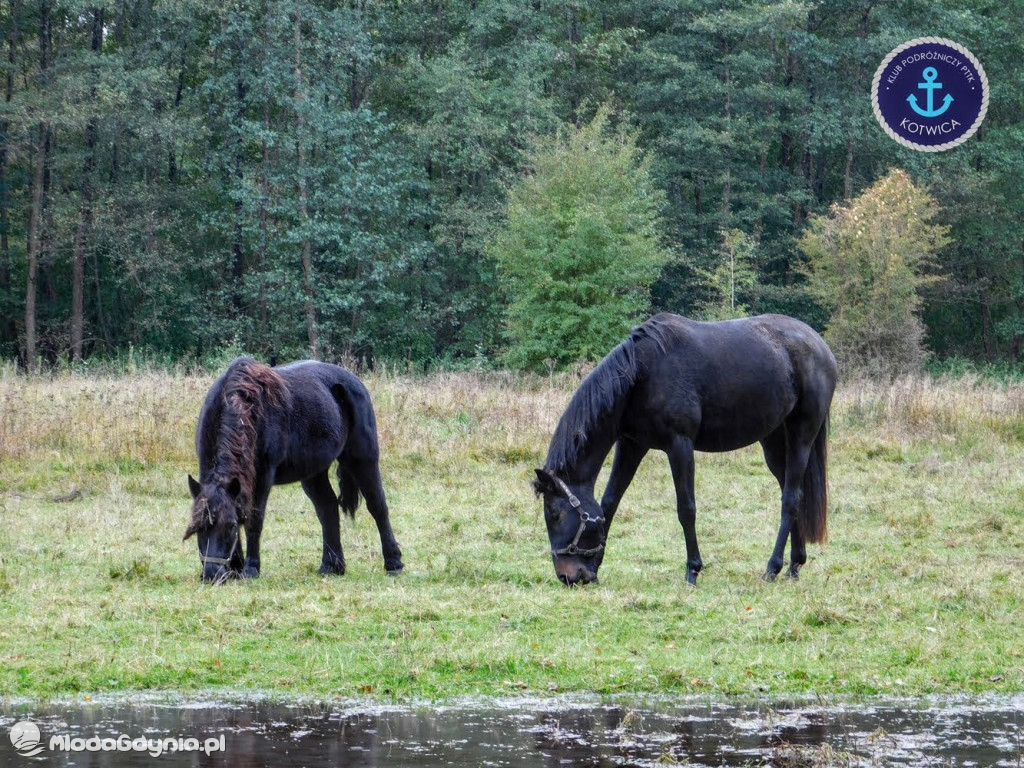 Wycieczka Nr 9 Klubu Podróżniczego PTTK Kotwica - Pamiętamy o Piaśnicy - 17.10.2020