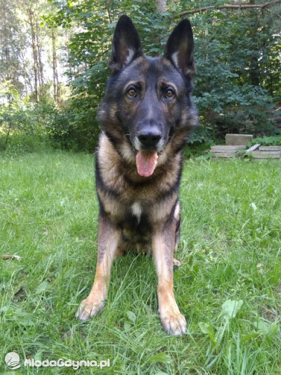 IMAN - PIES SŁUŻBOWY GDYŃSKIEJ POLICJI ODZYSKAŁ RZECZY POCHODZĄCE Z KRADZIEŻY