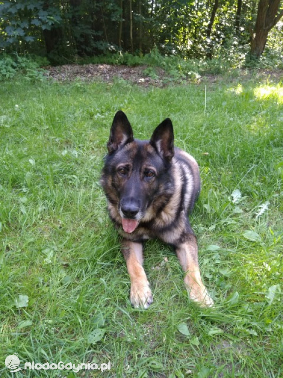 IMAN - PIES SŁUŻBOWY GDYŃSKIEJ POLICJI ODZYSKAŁ RZECZY POCHODZĄCE Z KRADZIEŻY