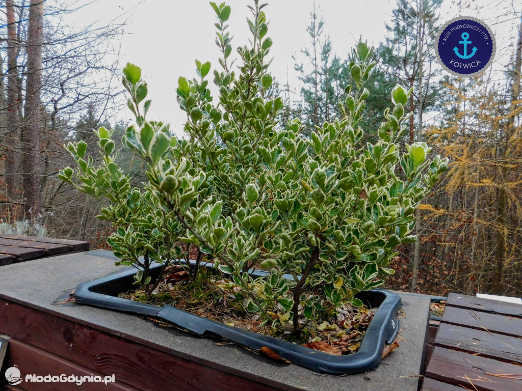 10.Rajd Mikołajkowy - 05.12.2020