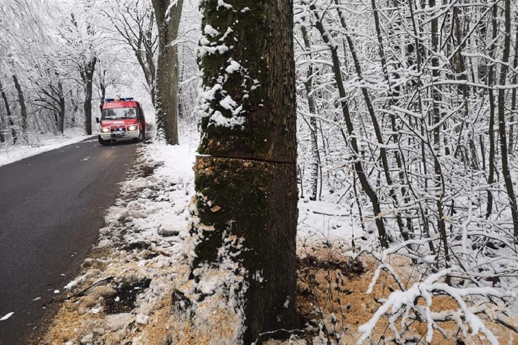 Podcięte drzewa przy pomorskich drogach