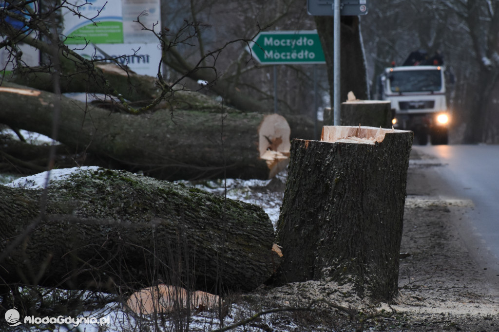 Podcięte drzewa przy pomorskich drogach