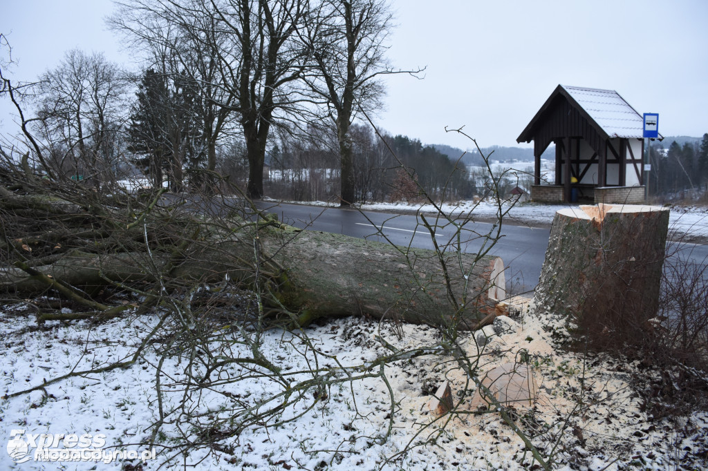Podcięte drzewa przy pomorskich drogach