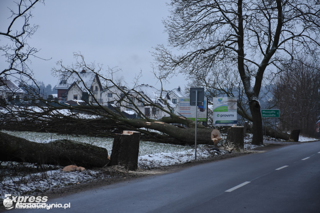 Podcięte drzewa przy pomorskich drogach