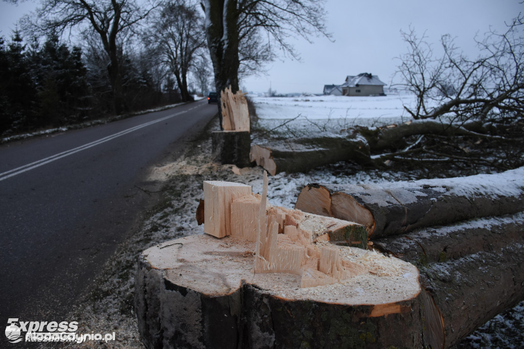 Podcięte drzewa przy pomorskich drogach