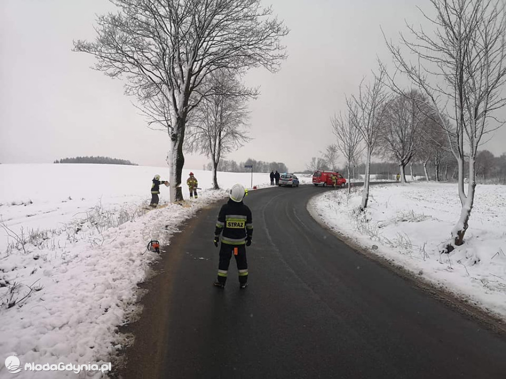 Podcięte drzewa przy pomorskich drogach