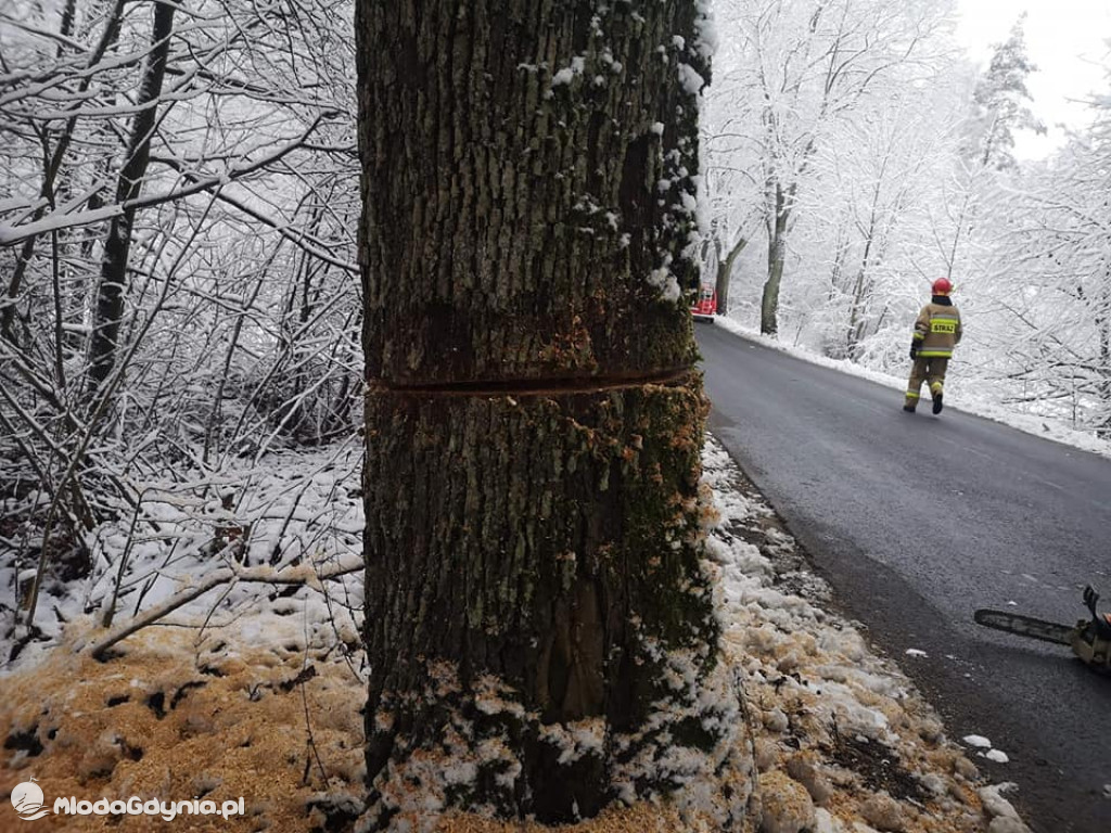 Podcięte drzewa przy pomorskich drogach