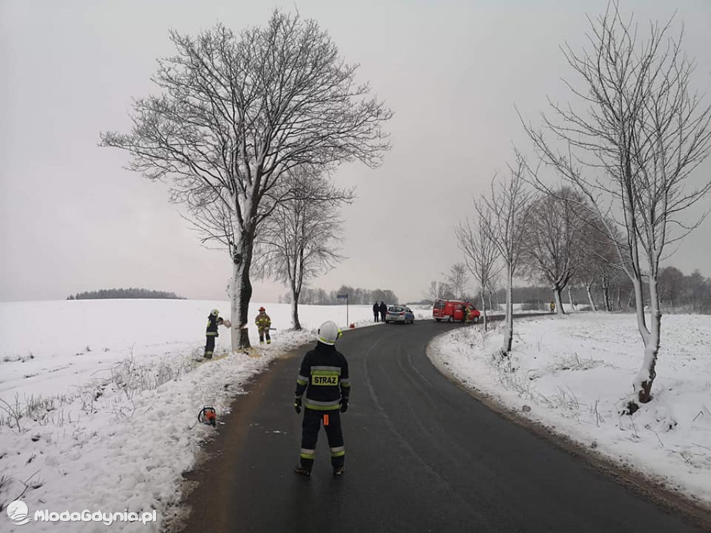 Podcięte drzewa przy pomorskich drogach