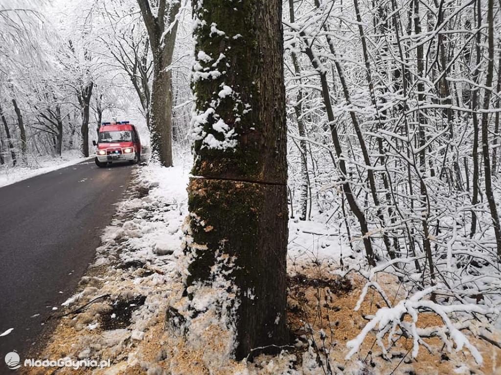 Podcięte drzewa przy pomorskich drogach