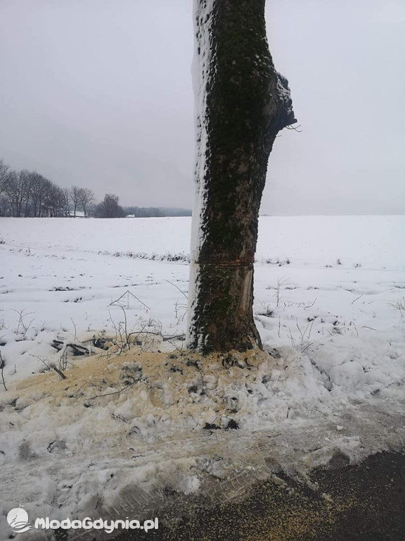 Podcięte drzewa przy pomorskich drogach