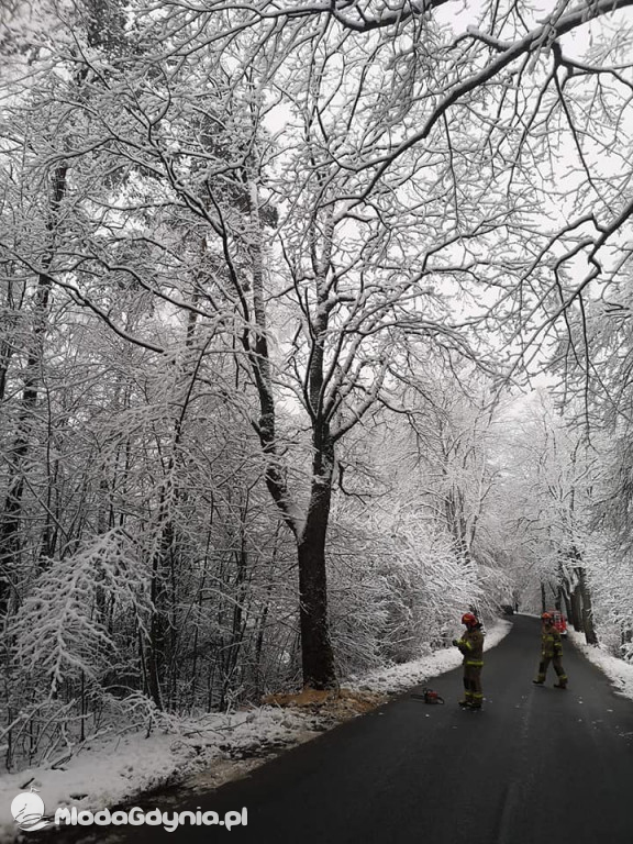 Podcięte drzewa przy pomorskich drogach