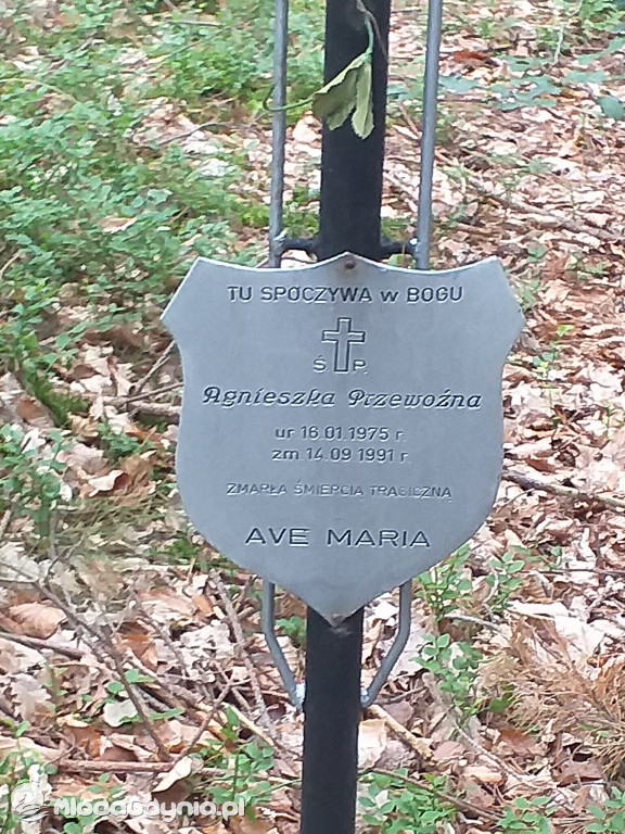 Symboliczny grób Agnieszki Przewoźnej zamordowanej przez Zenona Gliwę w lesie na Pustkach Cisowskich