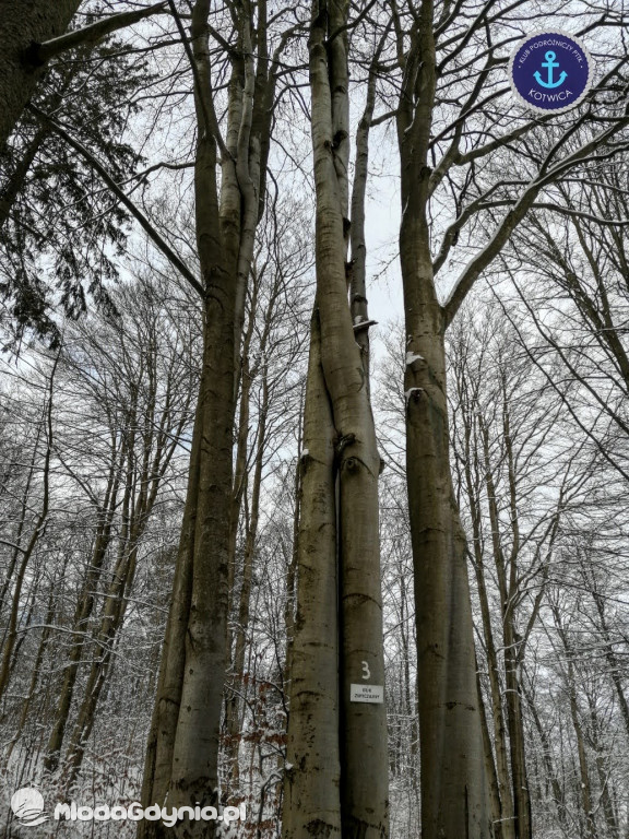 PTTK Kotwica - 13.Kartuzy - 30.01.2021
