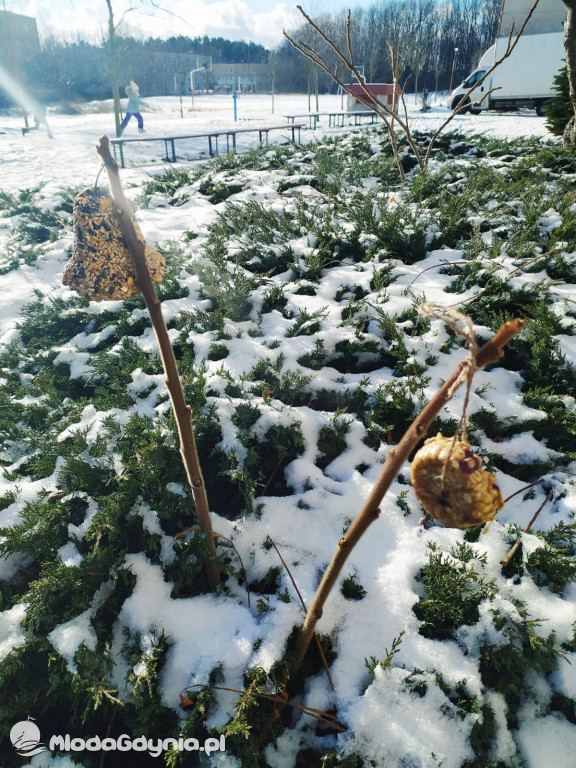 SP 44 - I D dokarmia ptaki