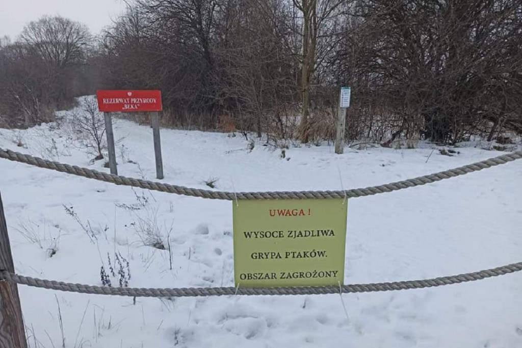 Ptasia grypa w powiecie puckim