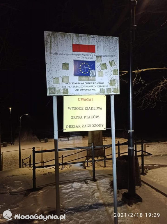 Ptasia grypa w powiecie puckim