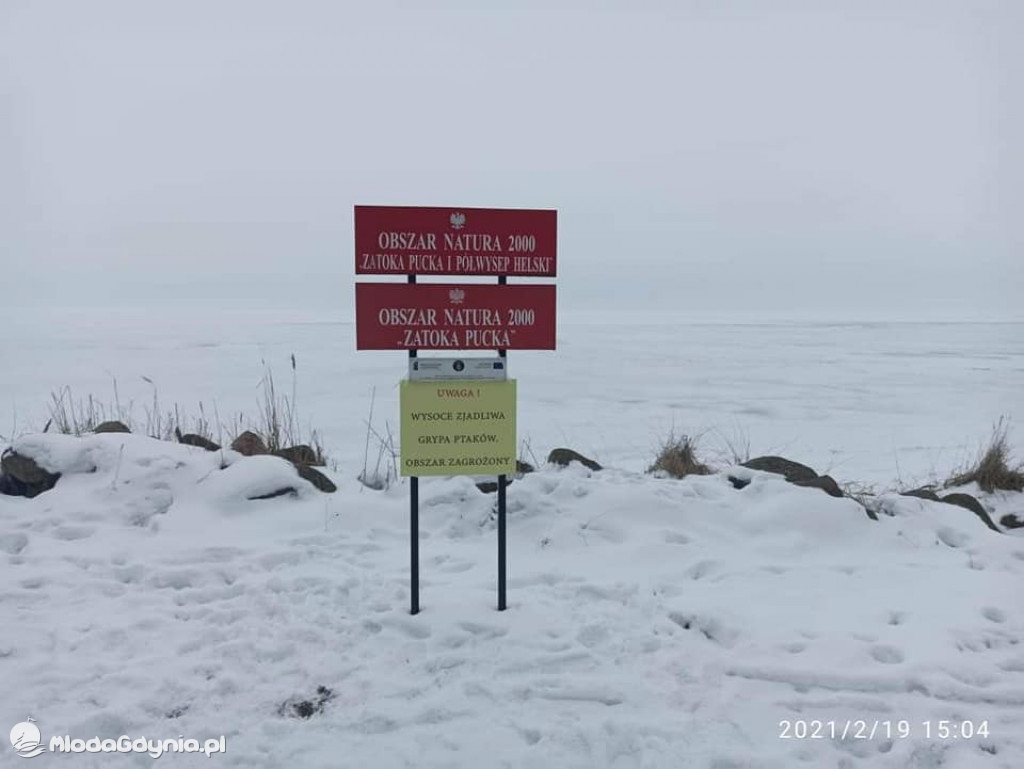 Ptasia grypa w powiecie puckim