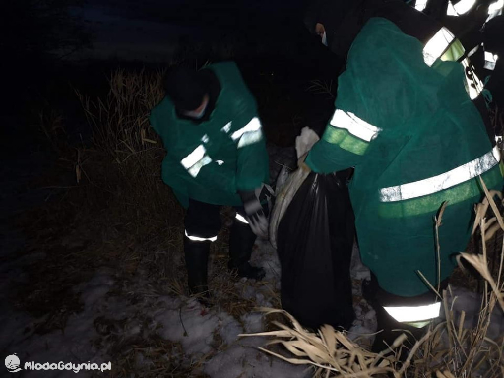 Ptasia grypa w powiecie puckim