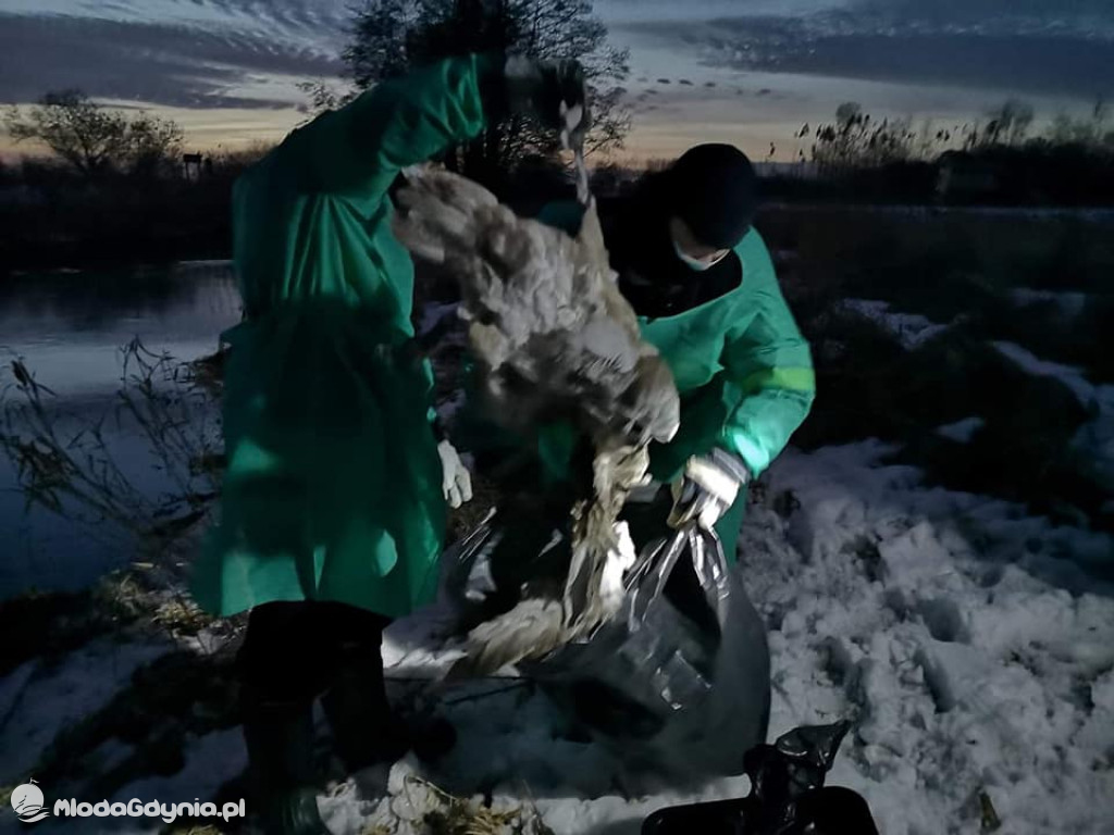 Ptasia grypa w powiecie puckim