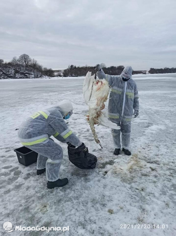 Ptasia grypa w powiecie puckim